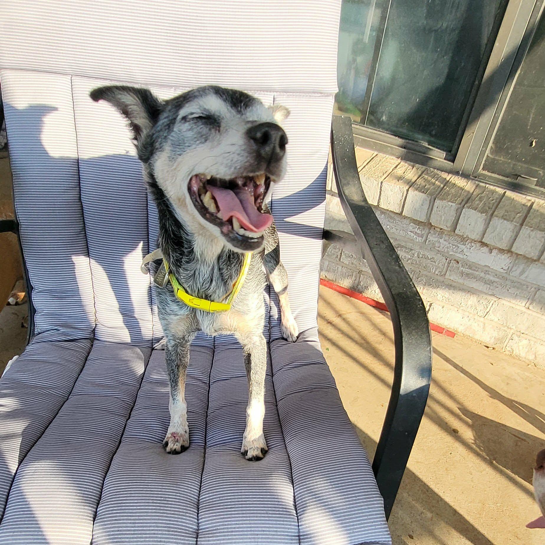 Enlarge Abuelita, a Adoptable mixed breed in Oklahoma City, OK image 2/4