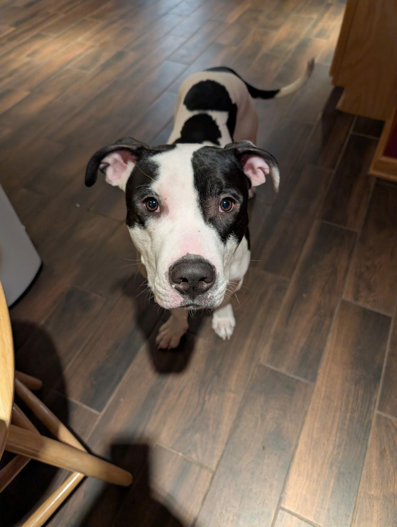 Borden, a Adopted Pit Bull Terrier in Lockport, NY image 1/2