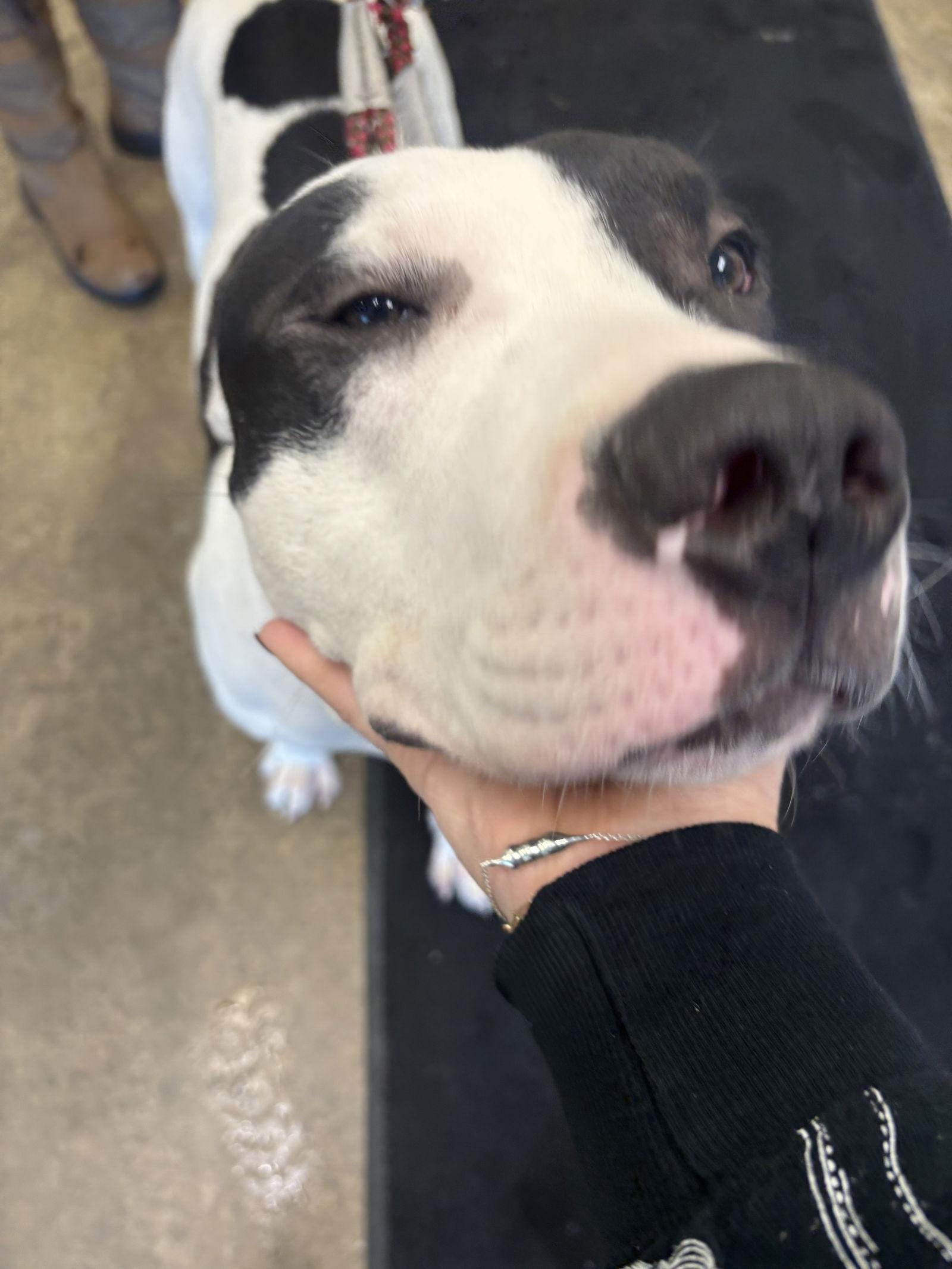 Borden, a Adopted Pit Bull Terrier in Lockport, NY image 2/2