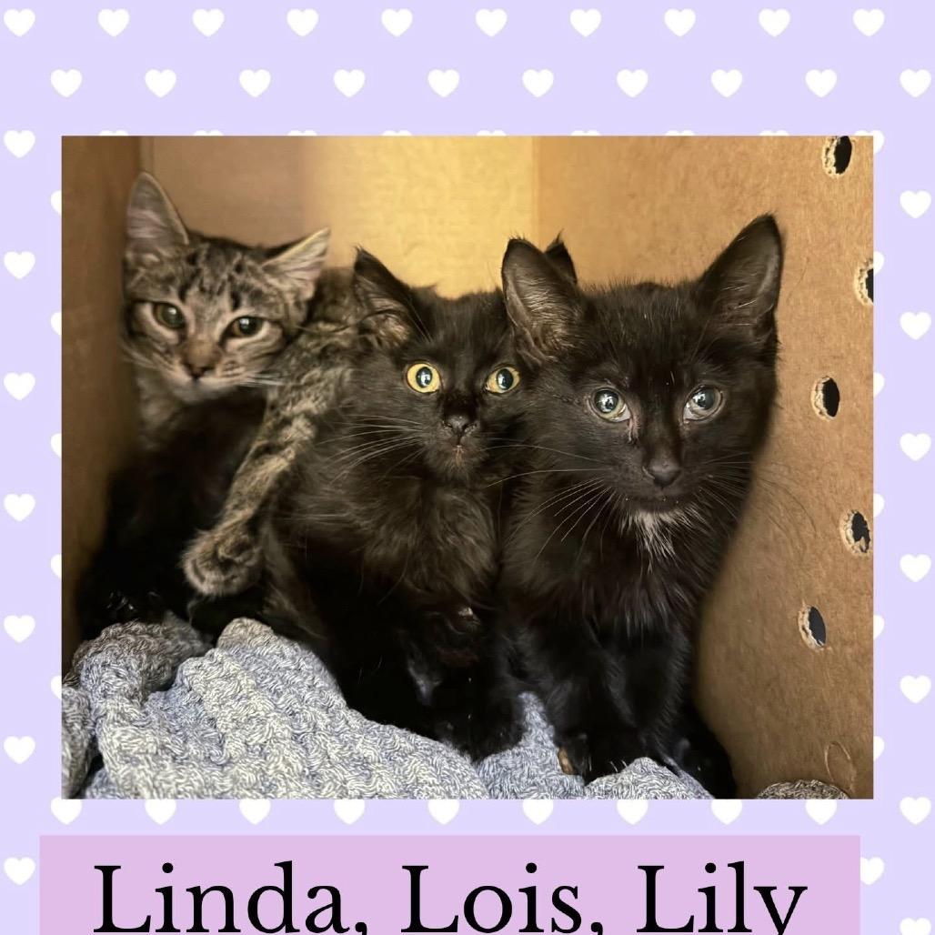 Enlarge Lois, a Adoptable Domestic Short Hair in Wheeling, IL image 1/4