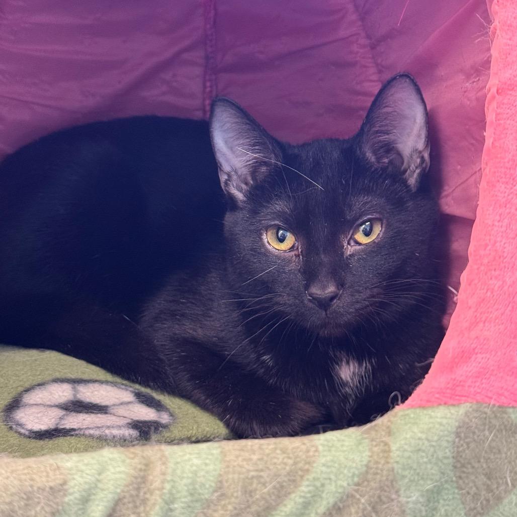 Enlarge Lois, a Adoptable Domestic Short Hair in Wheeling, IL image 2/6