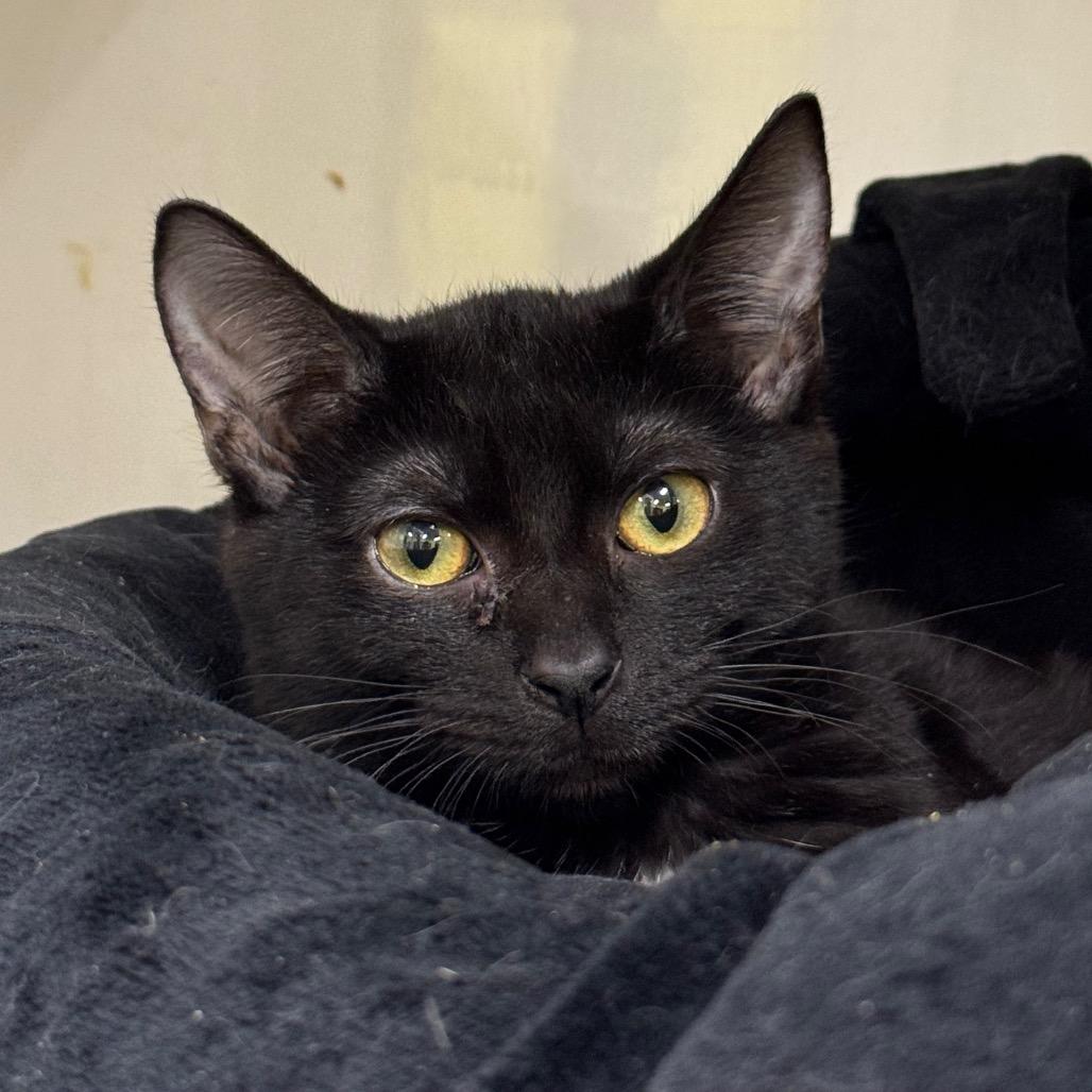 Enlarge Lois, a Adoptable Domestic Short Hair in Wheeling, IL image 2/5