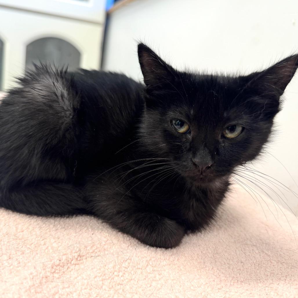 Enlarge Lois, a Adoptable Domestic Short Hair in Wheeling, IL image 2/4