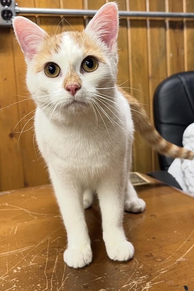 Enlarge Dorothy, a Adoptable Domestic Short Hair in Elwood, IL image 6/6