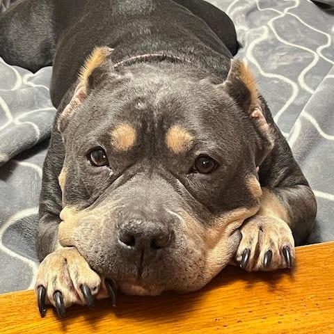 Enlarge Babette D12440, a Adoptable American Bulldog in St. Cloud, MN image 1/6