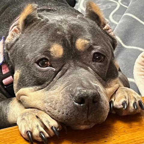 Enlarge Babette D12440, a Adoptable American Bulldog in St. Cloud, MN image 2/6
