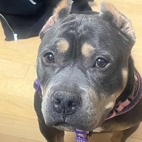 Enlarge Babette D12440, a Adoptable American Bulldog in St. Cloud, MN image 3/6