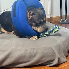 Enlarge Babette D12440, a Adoptable American Bulldog in St. Cloud, MN image 6/6