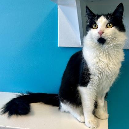 Atari, Adoptable, Adult Male Domestic Medium Hair & Domestic Short Hair.