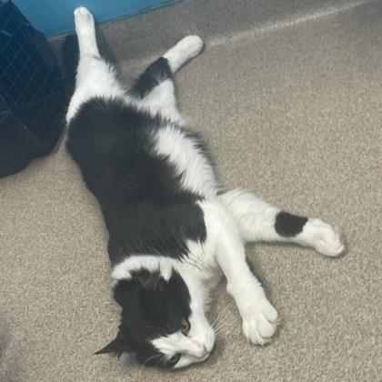 Enlarge Atari, a Adoptable mixed breed in East Montpelier, VT image 2/3