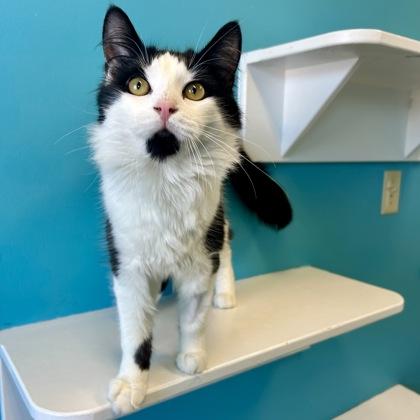 Enlarge Atari, a Adoptable mixed breed in East Montpelier, VT image 3/3