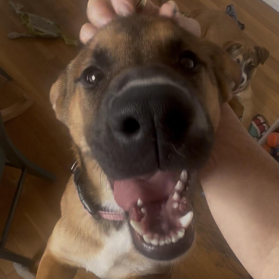 Enlarge INDIE!, a Adoptable mixed breed in San Deigo, CA image 6/6