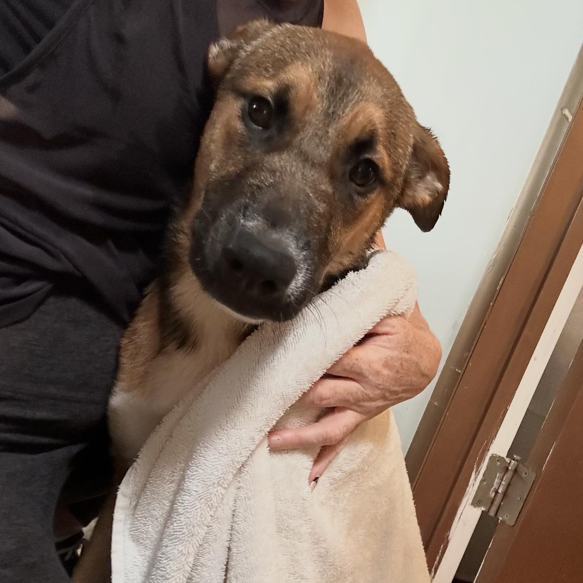 Enlarge INDIE!, a Adoptable mixed breed in San Deigo, CA image 1/6