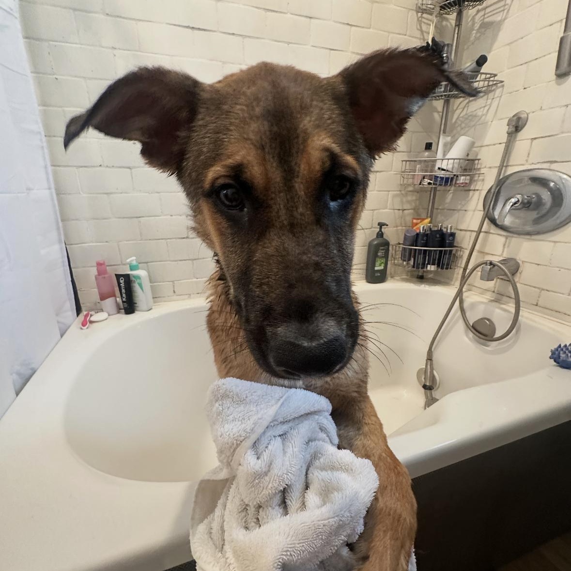 Enlarge INDIE!, a Adoptable mixed breed in San Deigo, CA image 5/6