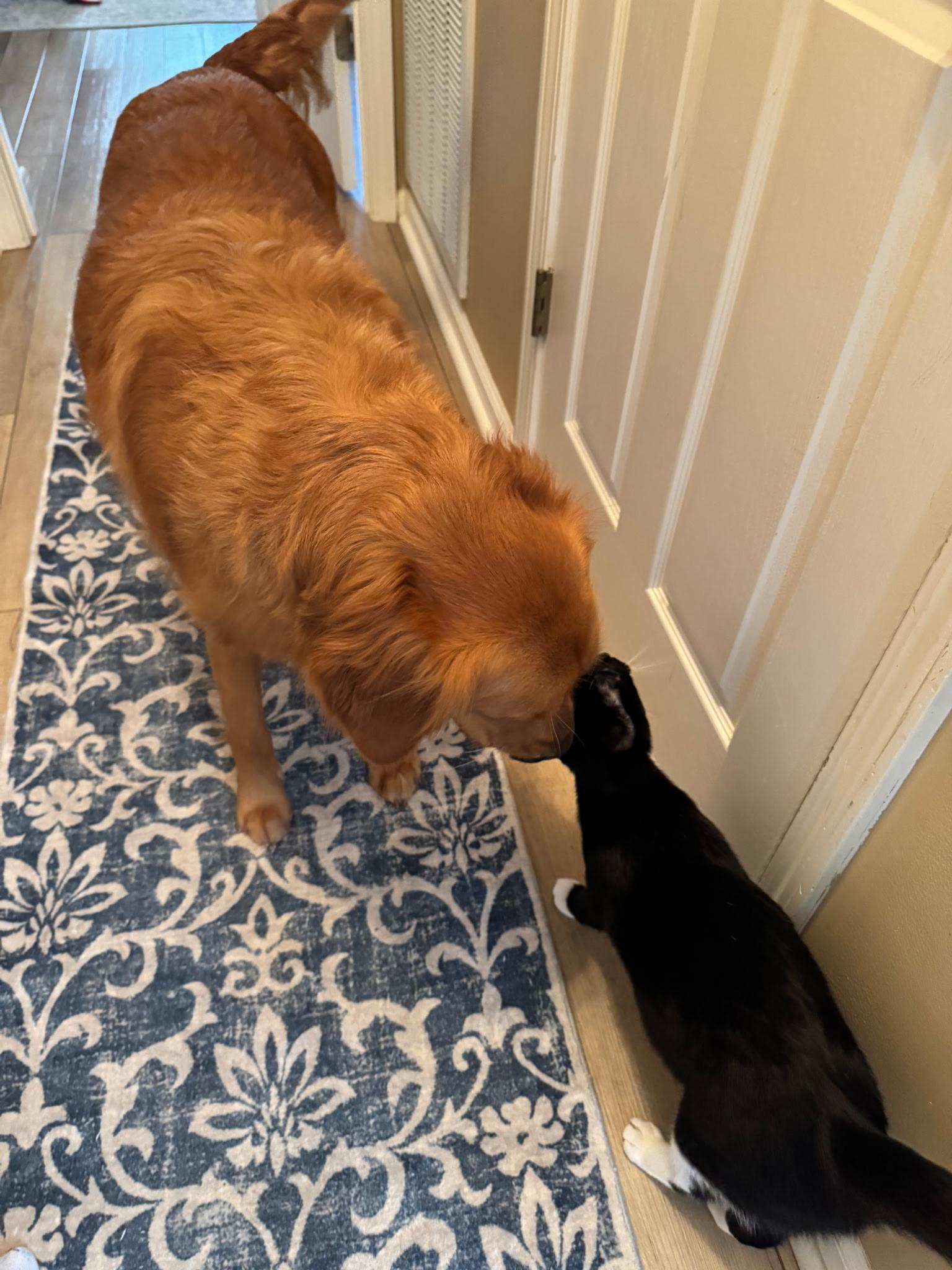 Athena (ok with sweet dogs)