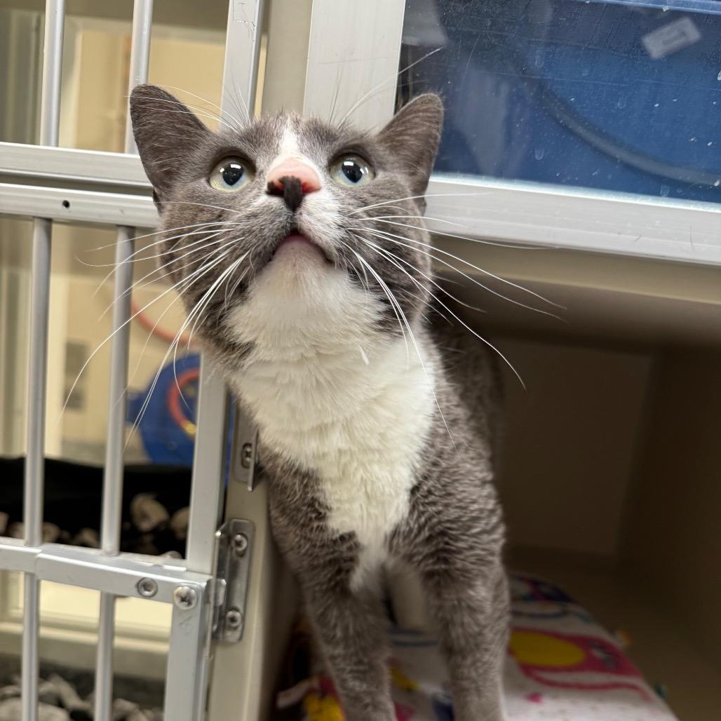 Nyx, Adoptable, Adult Female Domestic Short Hair.