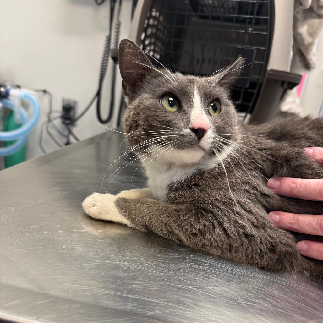 Enlarge Nyx, a Adoptable Domestic Short Hair in Great Falls, MT image 2/5