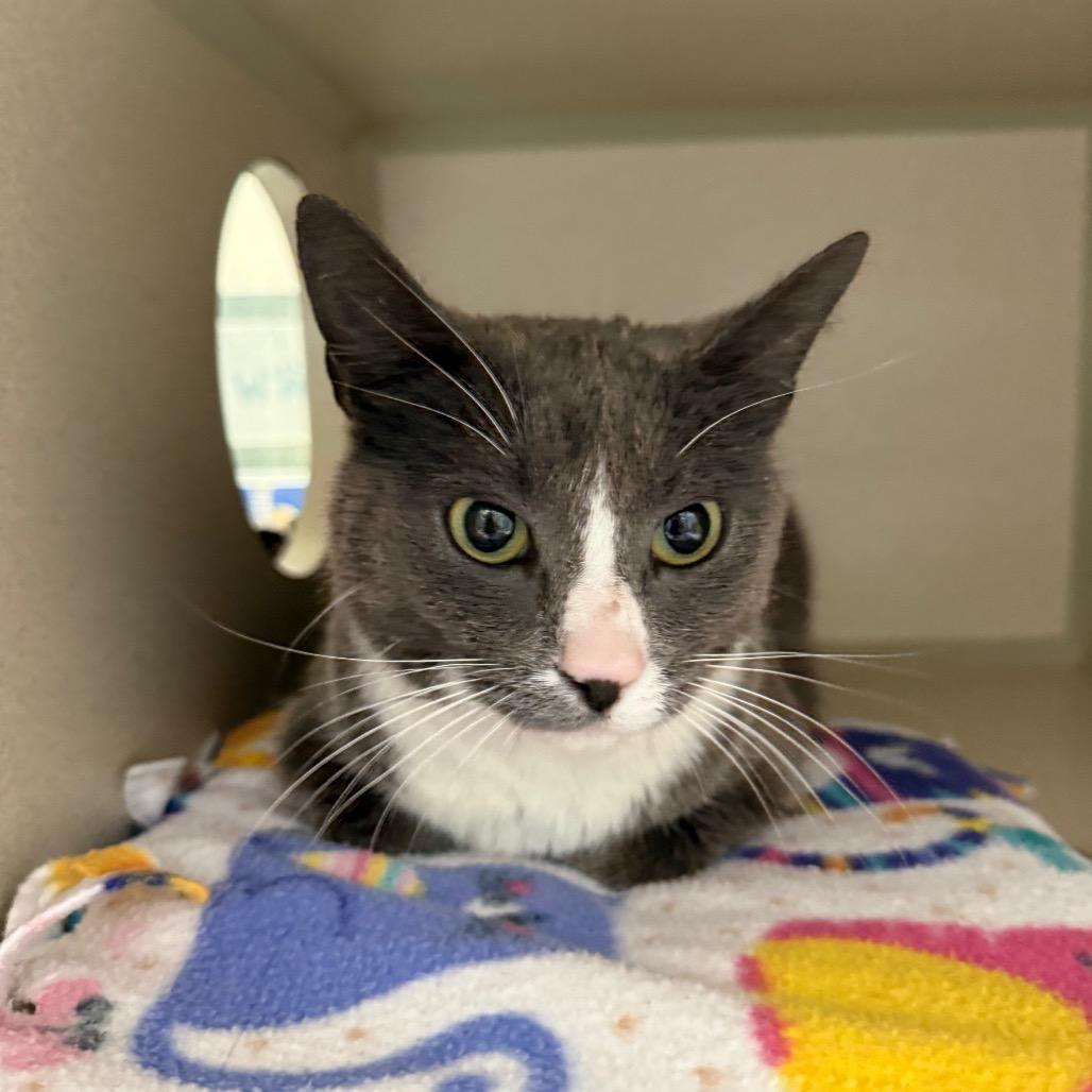 Enlarge Nyx, a Adoptable Domestic Short Hair in Great Falls, MT image 3/5