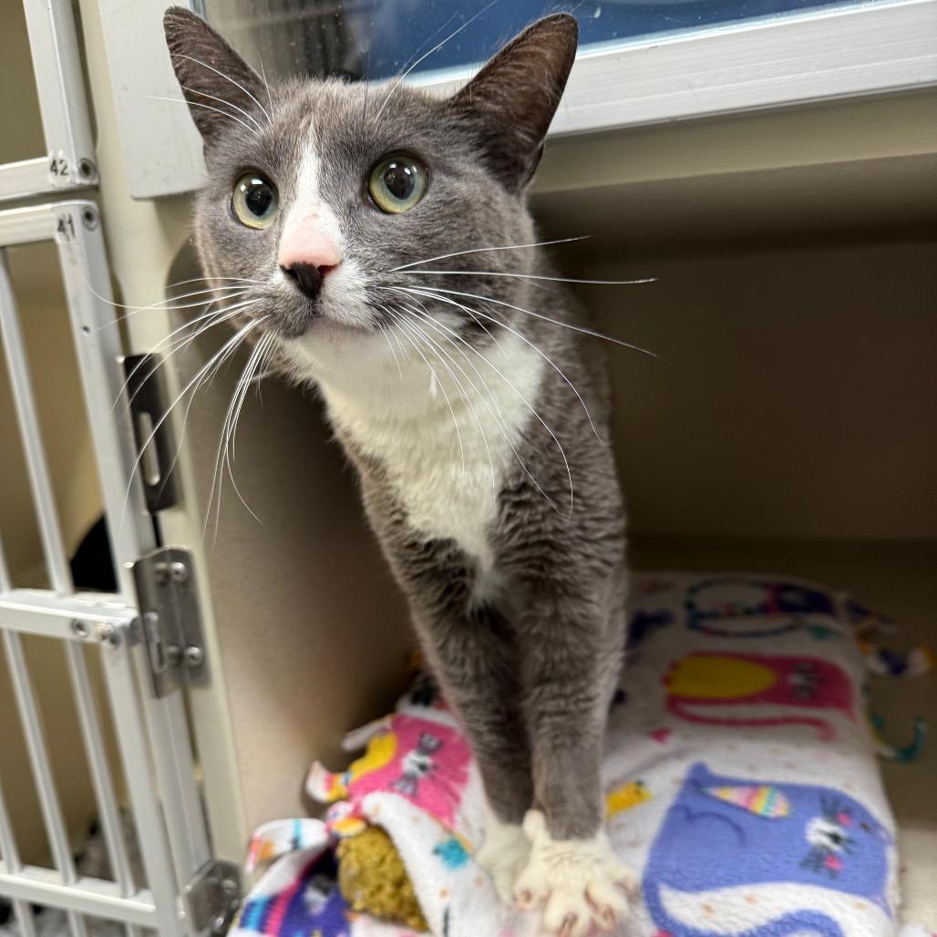 Enlarge Nyx, a Adoptable Domestic Short Hair in Great Falls, MT image 4/5