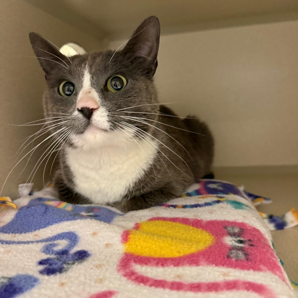 Enlarge Nyx, a Adoptable Domestic Short Hair in Great Falls, MT image 5/5