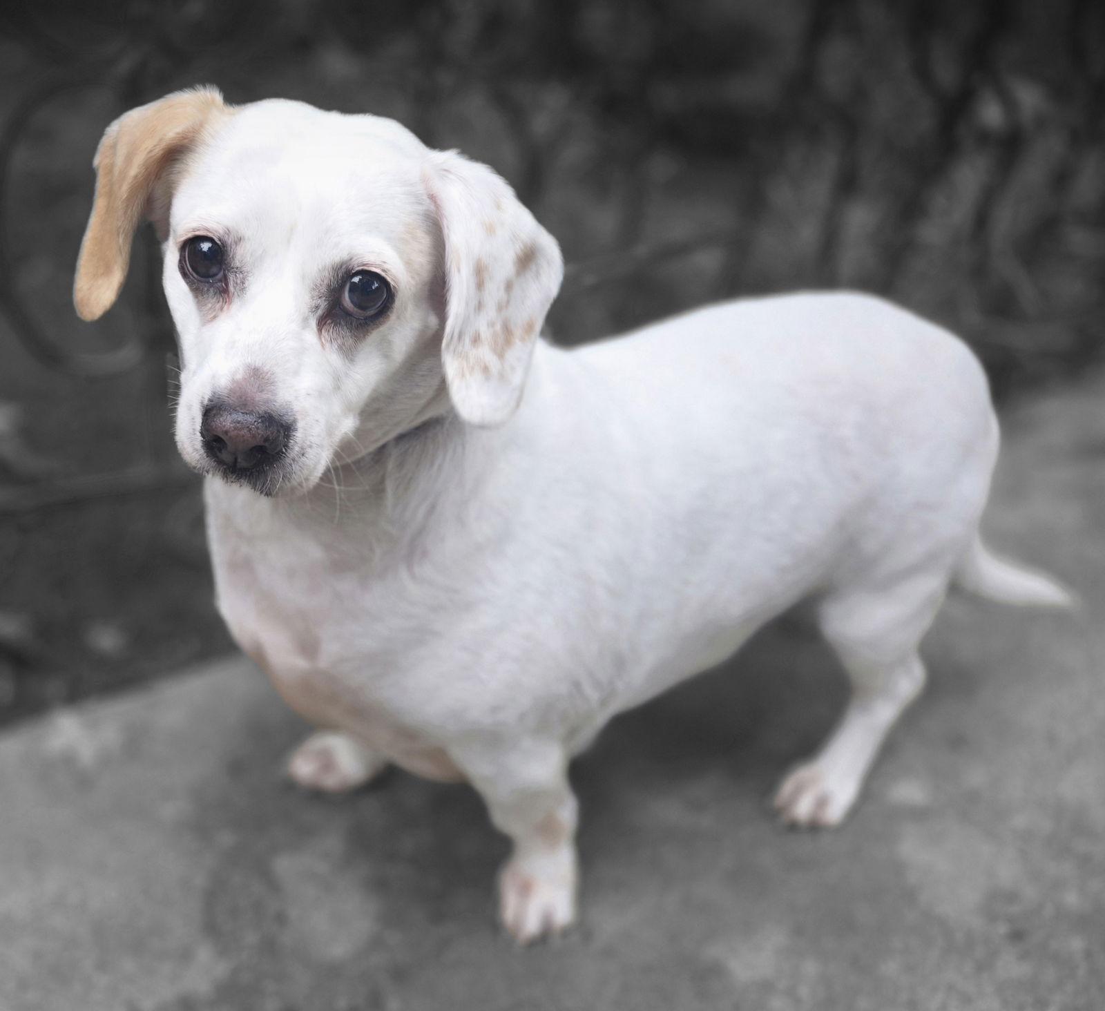 Sadie, Adoptable, Adult Female Dachshund.