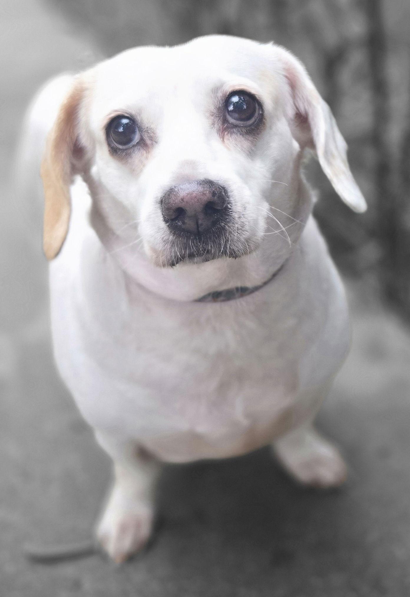 Enlarge Sadie, a Adoptable Dachshund in Los Angeles, CA image 2/3