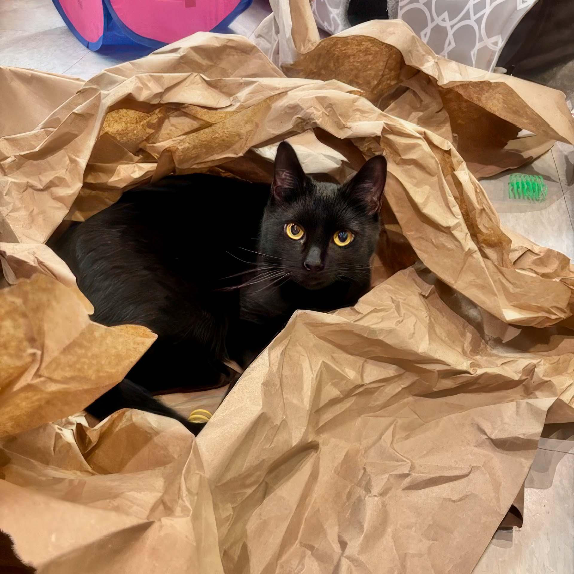 Enlarge Rascal, a Adoptable Domestic Short Hair in Stamford, CT image 5/5