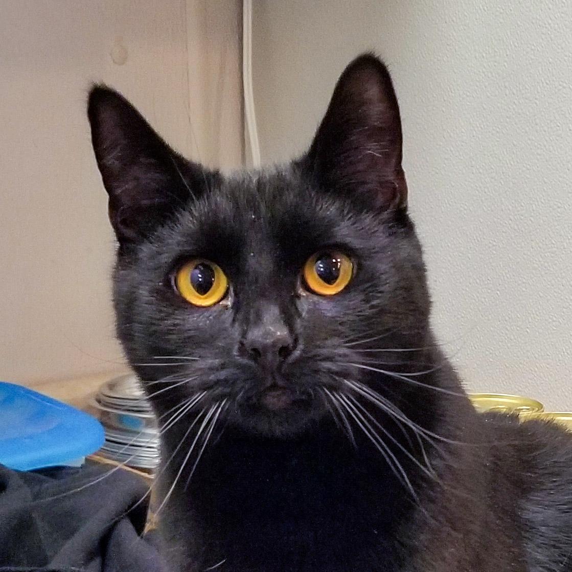 Enlarge Rascal, a Adoptable Domestic Short Hair in Stamford, CT image 4/5