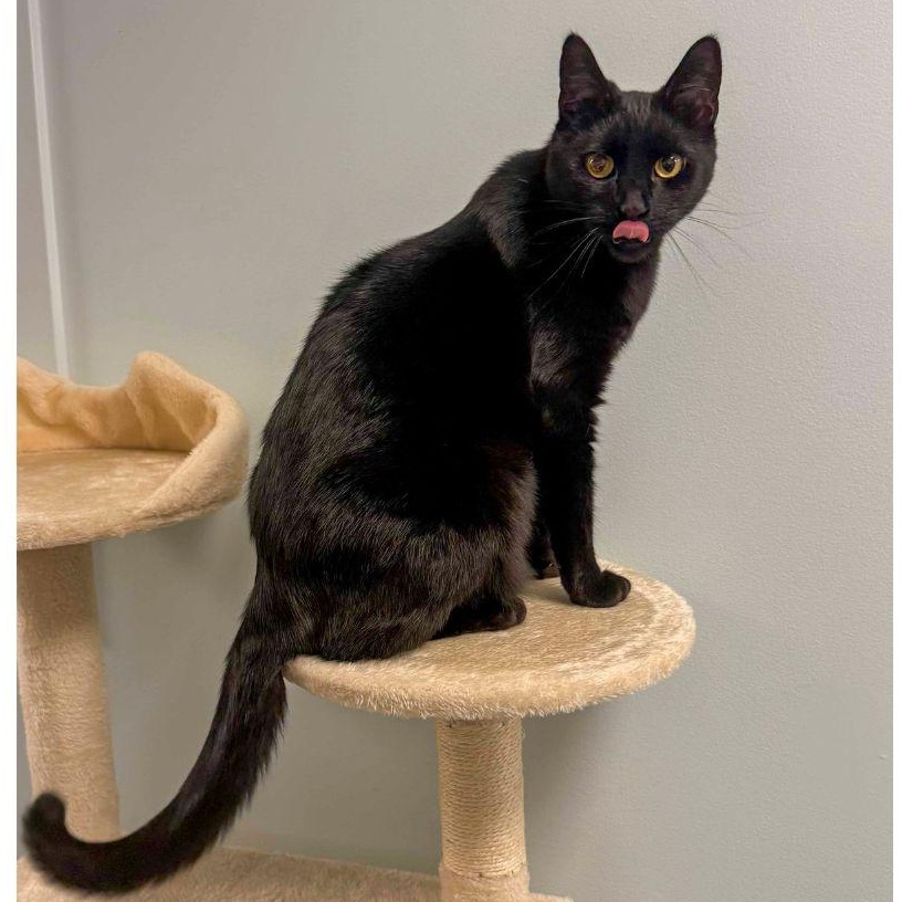 Enlarge Rascal, a Adoptable Domestic Short Hair in Stamford, CT image 2/5