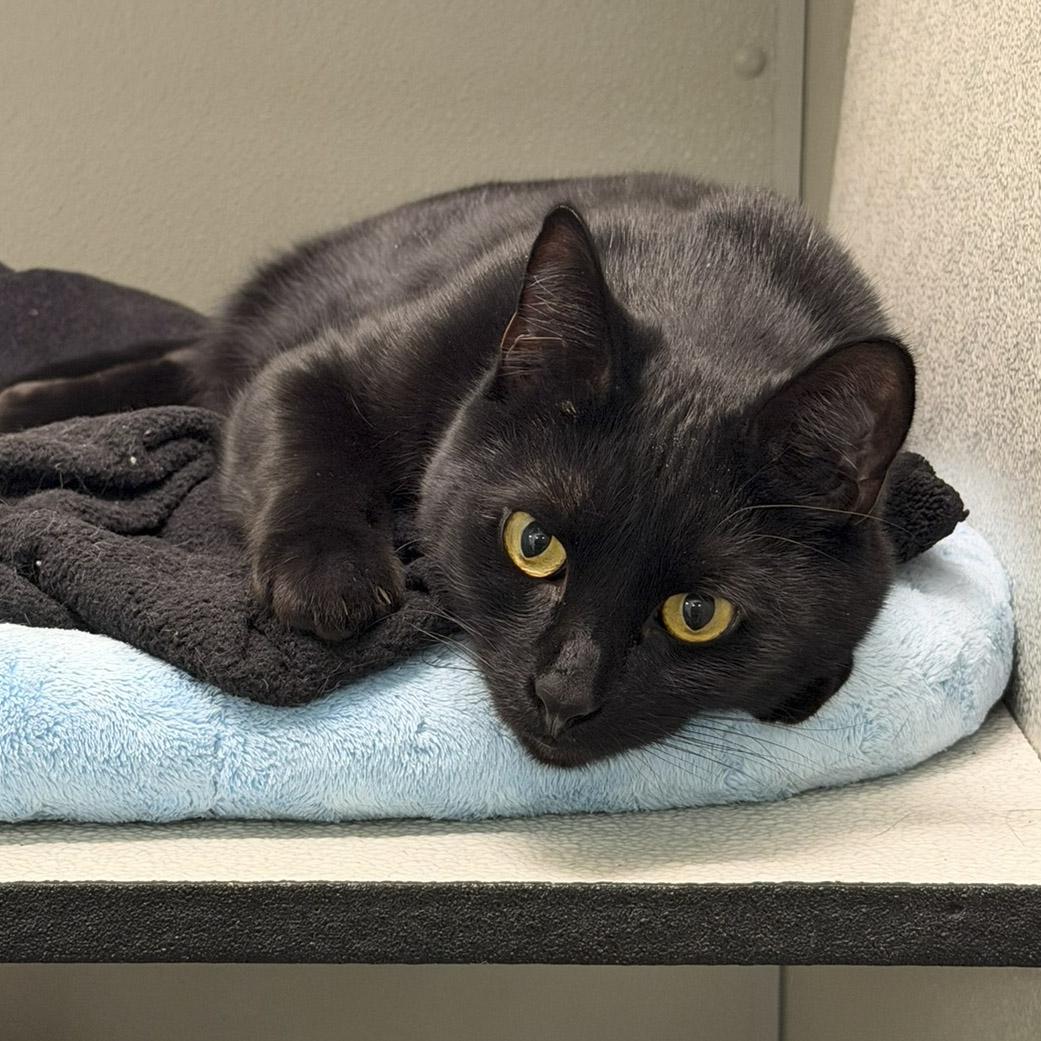 Enlarge Rascal, a Adoptable Domestic Short Hair in Stamford, CT image 3/5