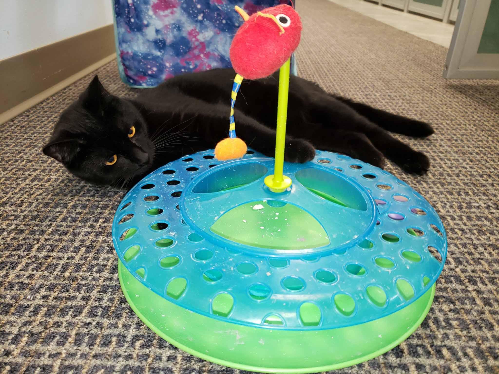 Enlarge Rascal, a Adoptable Domestic Short Hair in Stamford, CT image 3/5