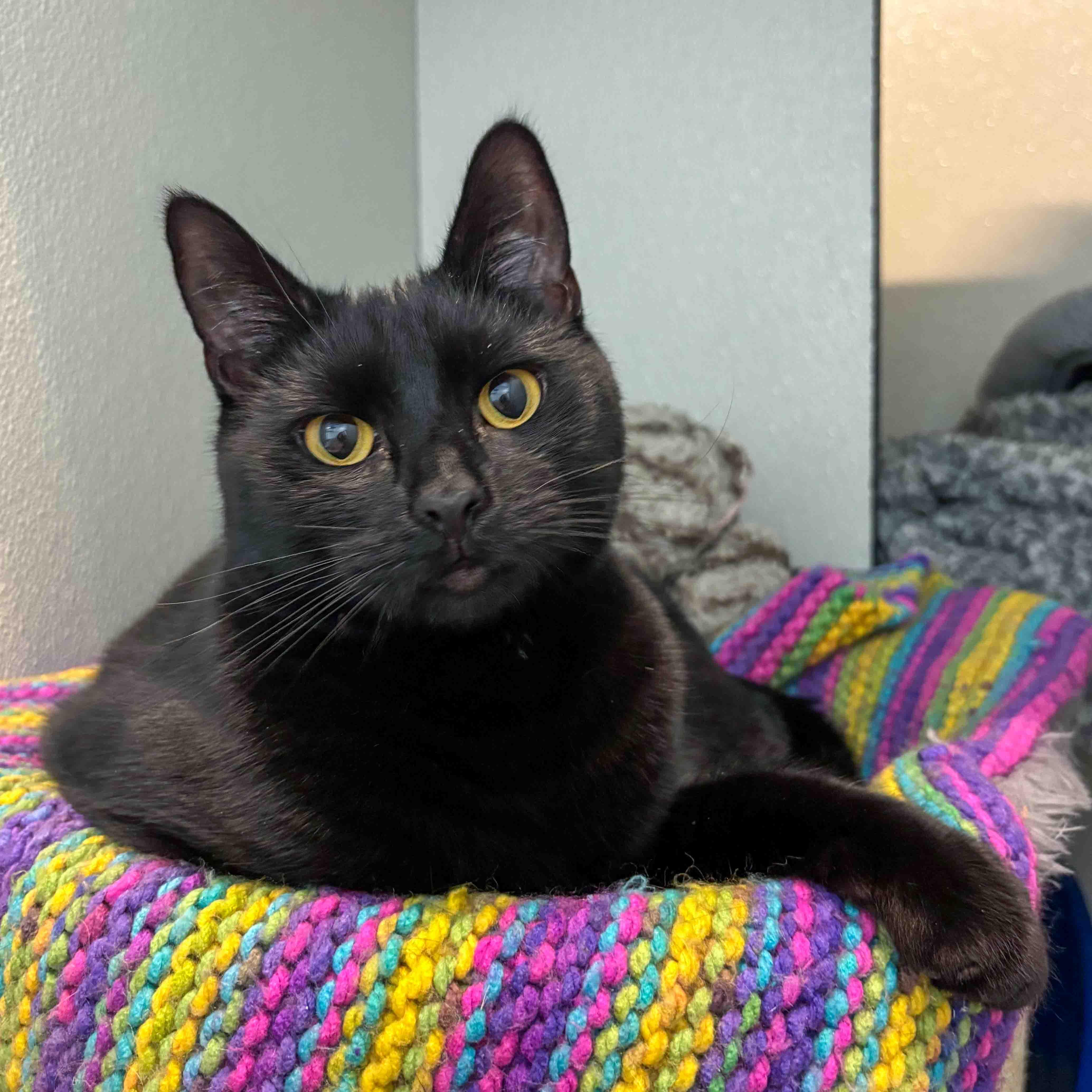 Enlarge Rascal, a Adoptable Domestic Short Hair in Stamford, CT image 1/5