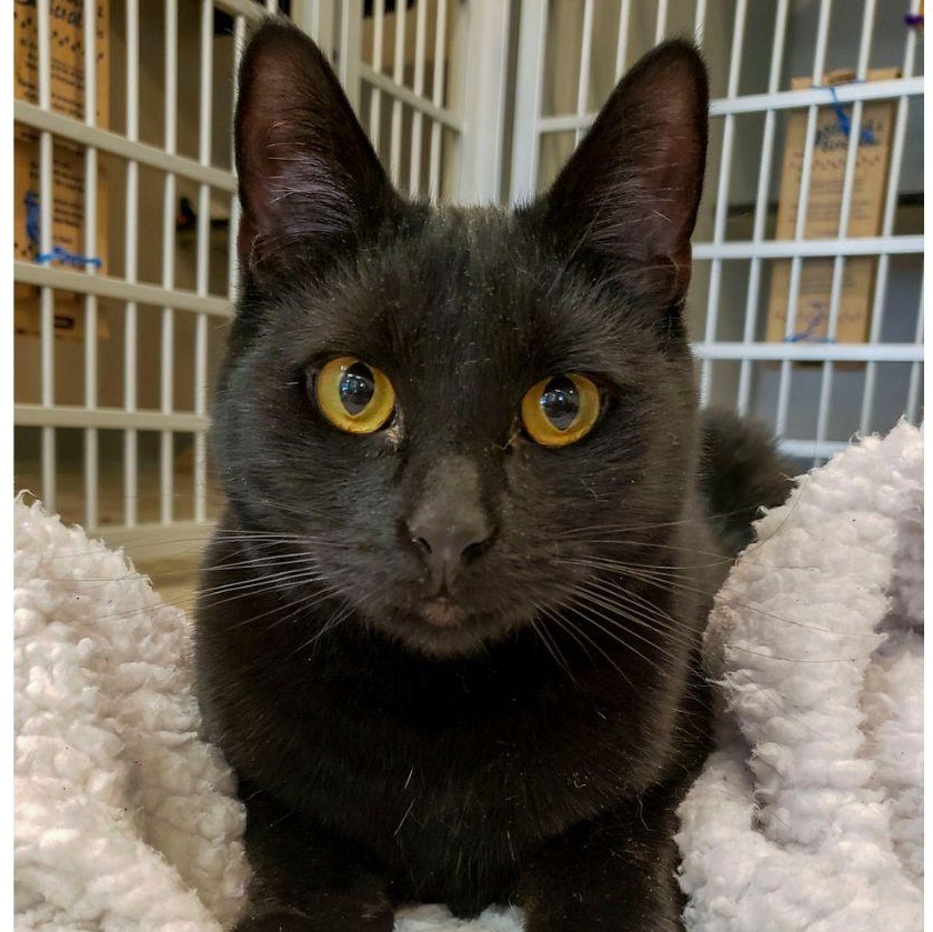 Rascal, Adoptable, Young Male Domestic Short Hair.