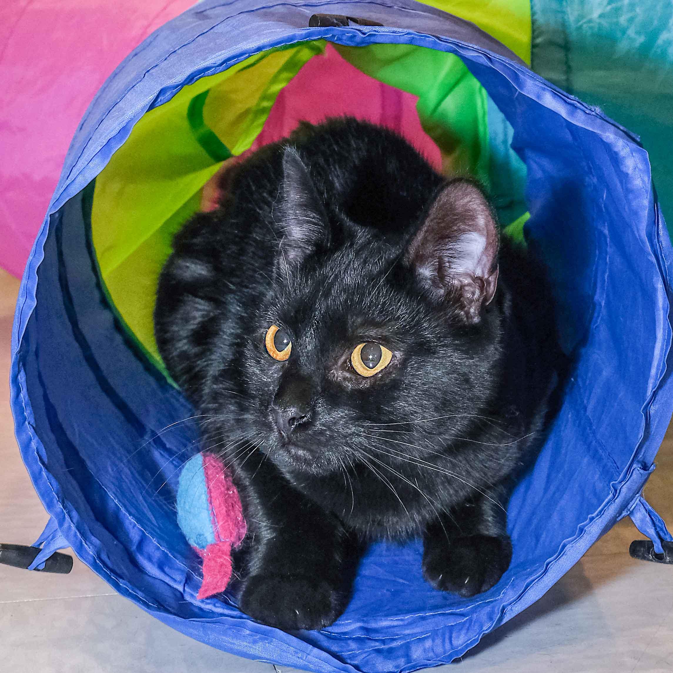 Enlarge Rascal, a Adoptable Domestic Short Hair in Stamford, CT image 5/5