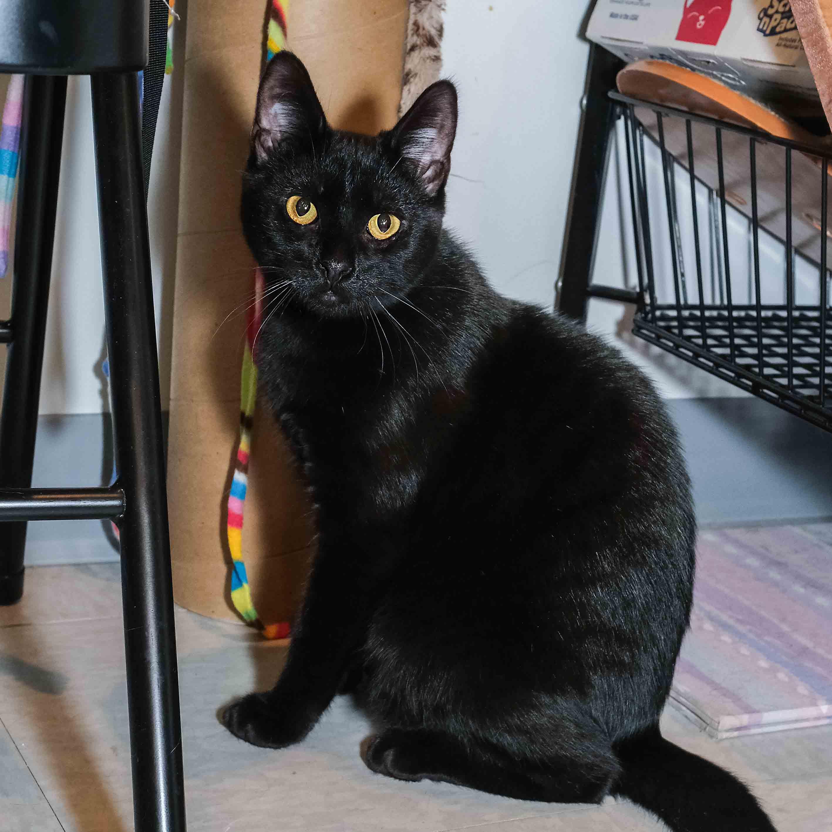 Enlarge Rascal, a Adoptable Domestic Short Hair in Stamford, CT image 4/5