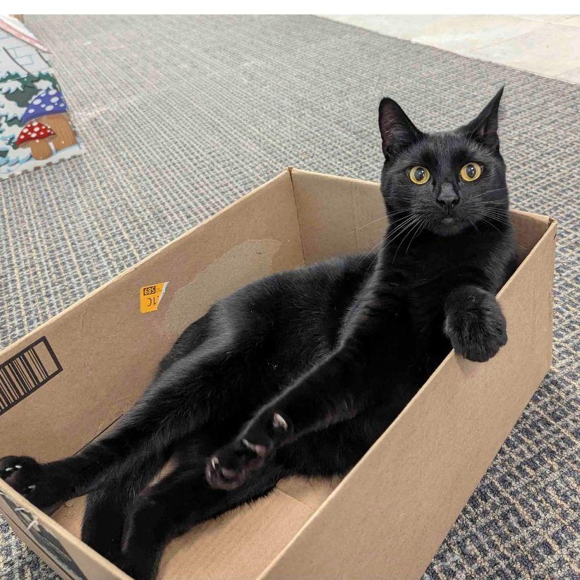 Enlarge Rascal, a Adoptable Domestic Short Hair in Stamford, CT image 4/5