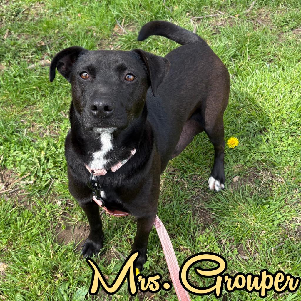 Mrs. Grouper, Adoptable, Adult Female Mixed Breed.