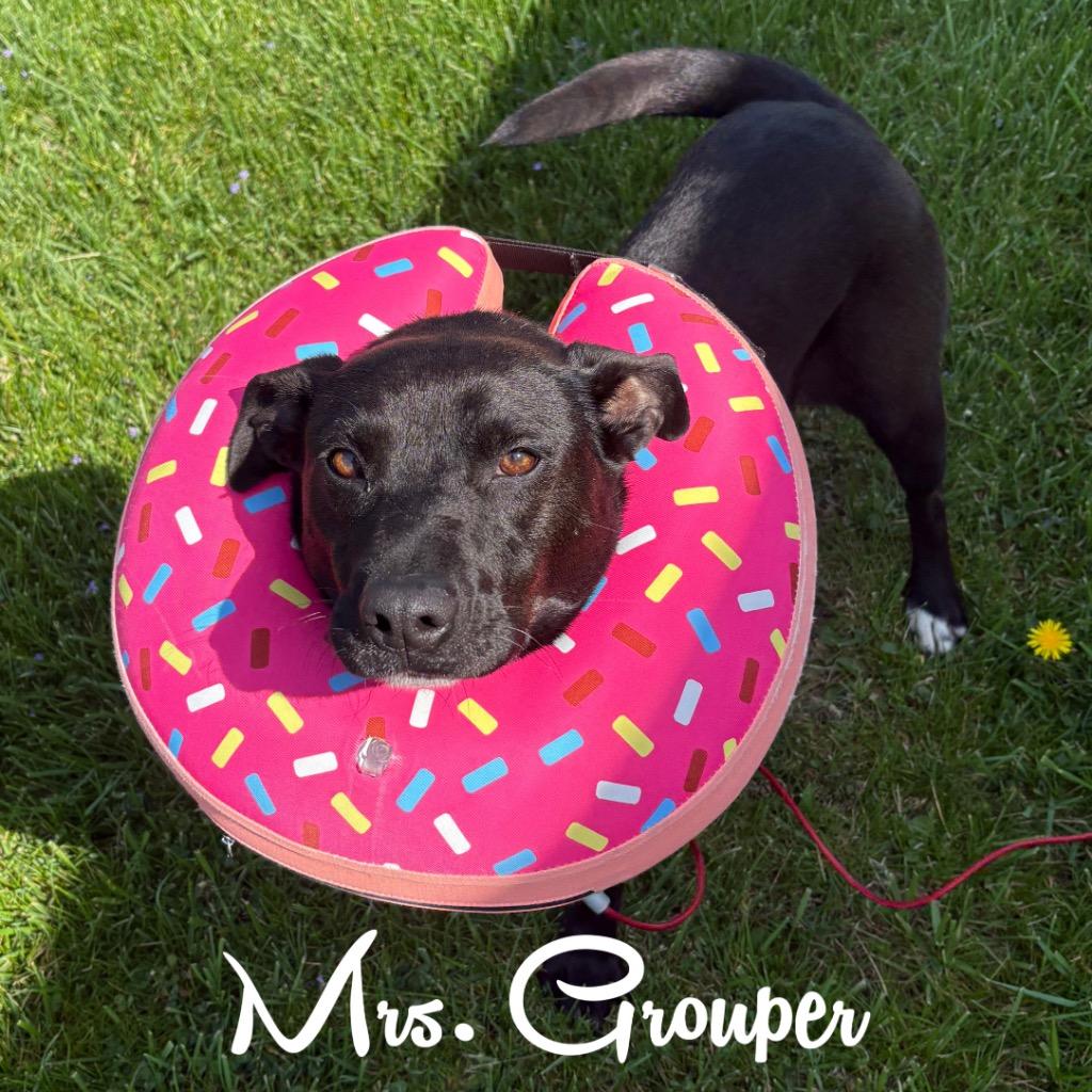 Enlarge Mrs. Grouper, a Adoptable mixed breed in Hillsboro, OH image 2/3