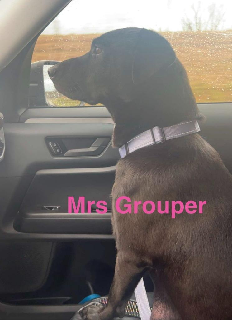 Enlarge Mrs. Grouper, a Adoptable mixed breed in Hillsboro, OH image 3/3