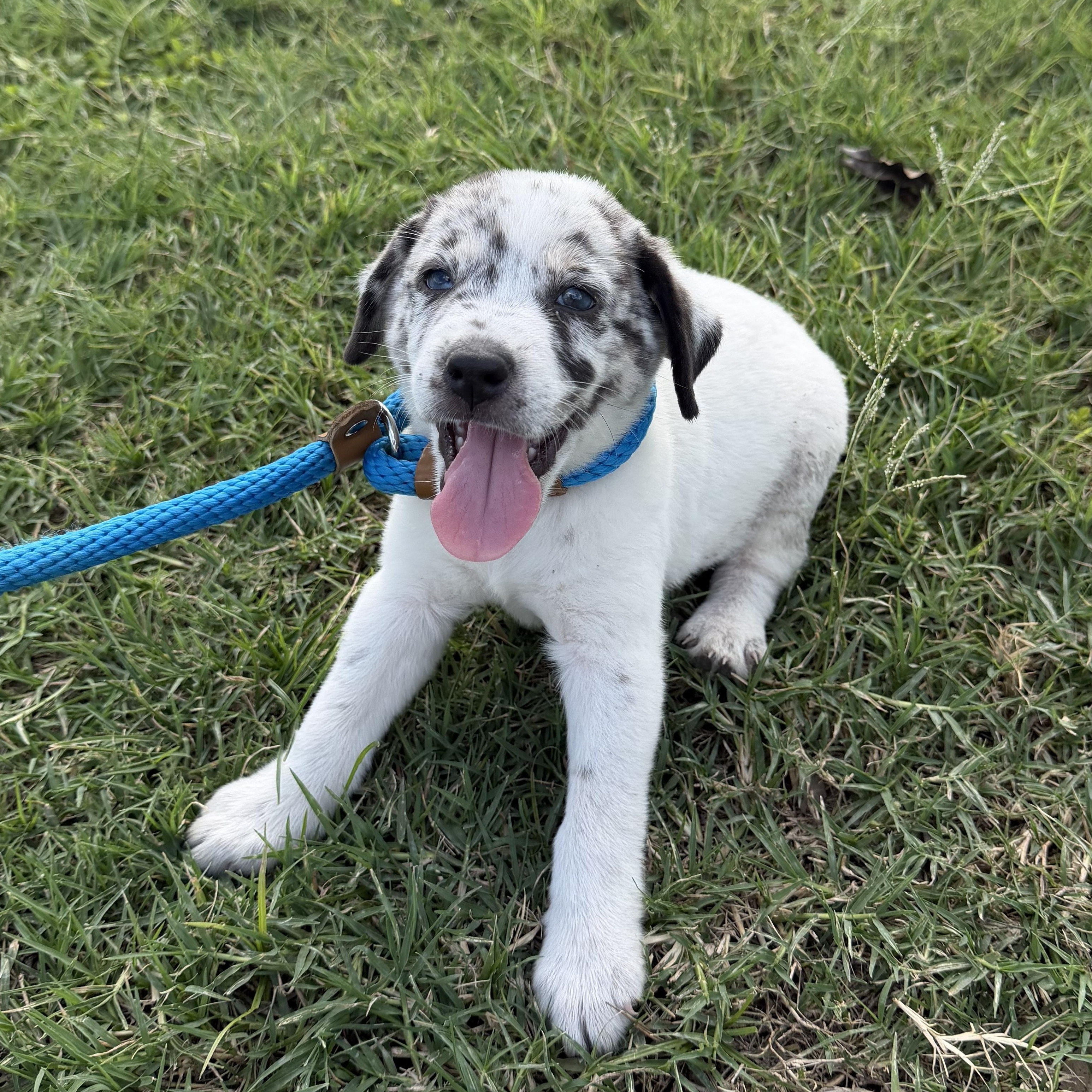 Brioche, an adopted mixed breed in Richmond, VA image 2/6