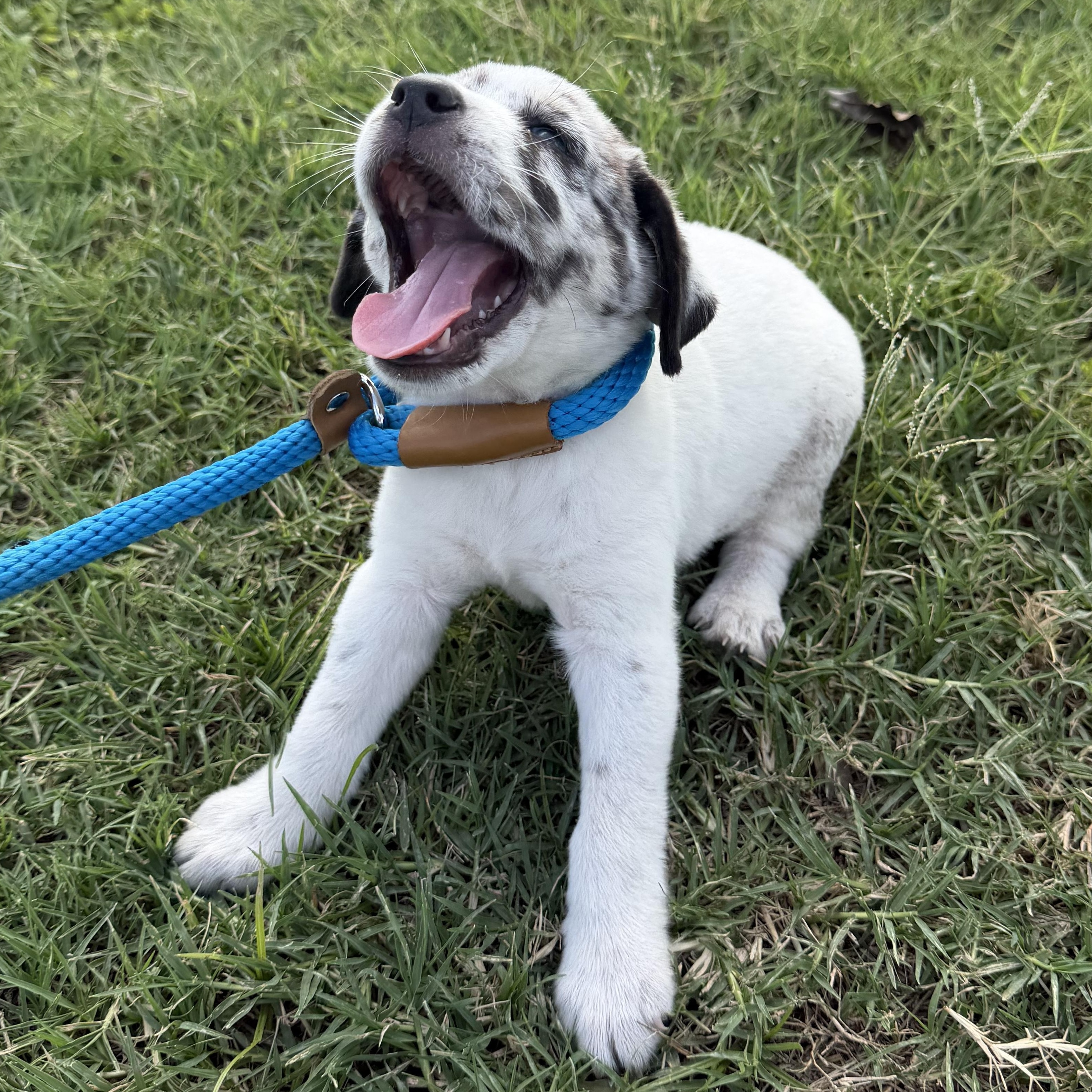 Brioche, an adopted mixed breed in Richmond, VA image 5/6