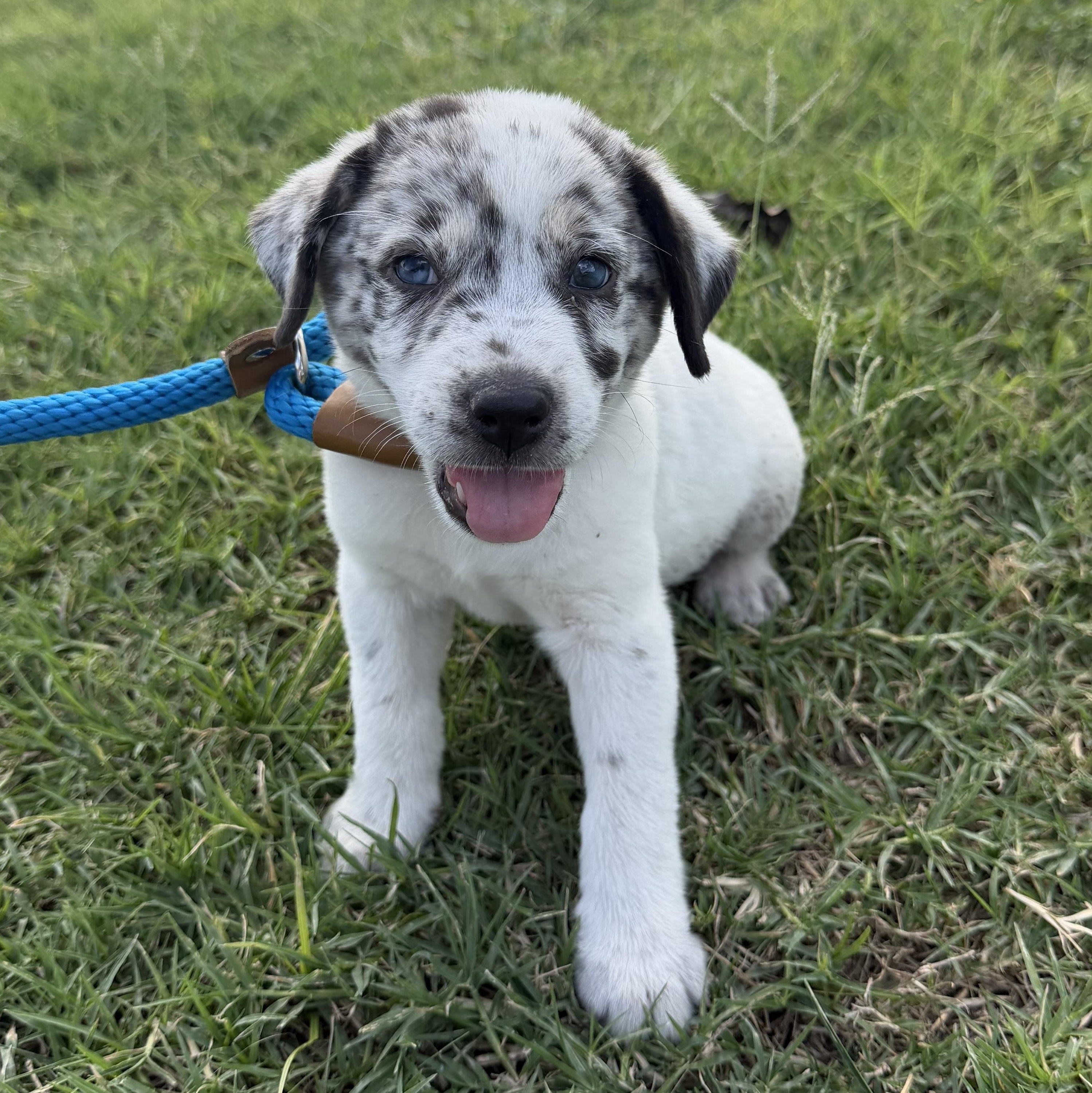 Brioche, adopted, Puppy Male Catahoula Leopard Dog & Australian Cattle Dog / Blue Heeler.