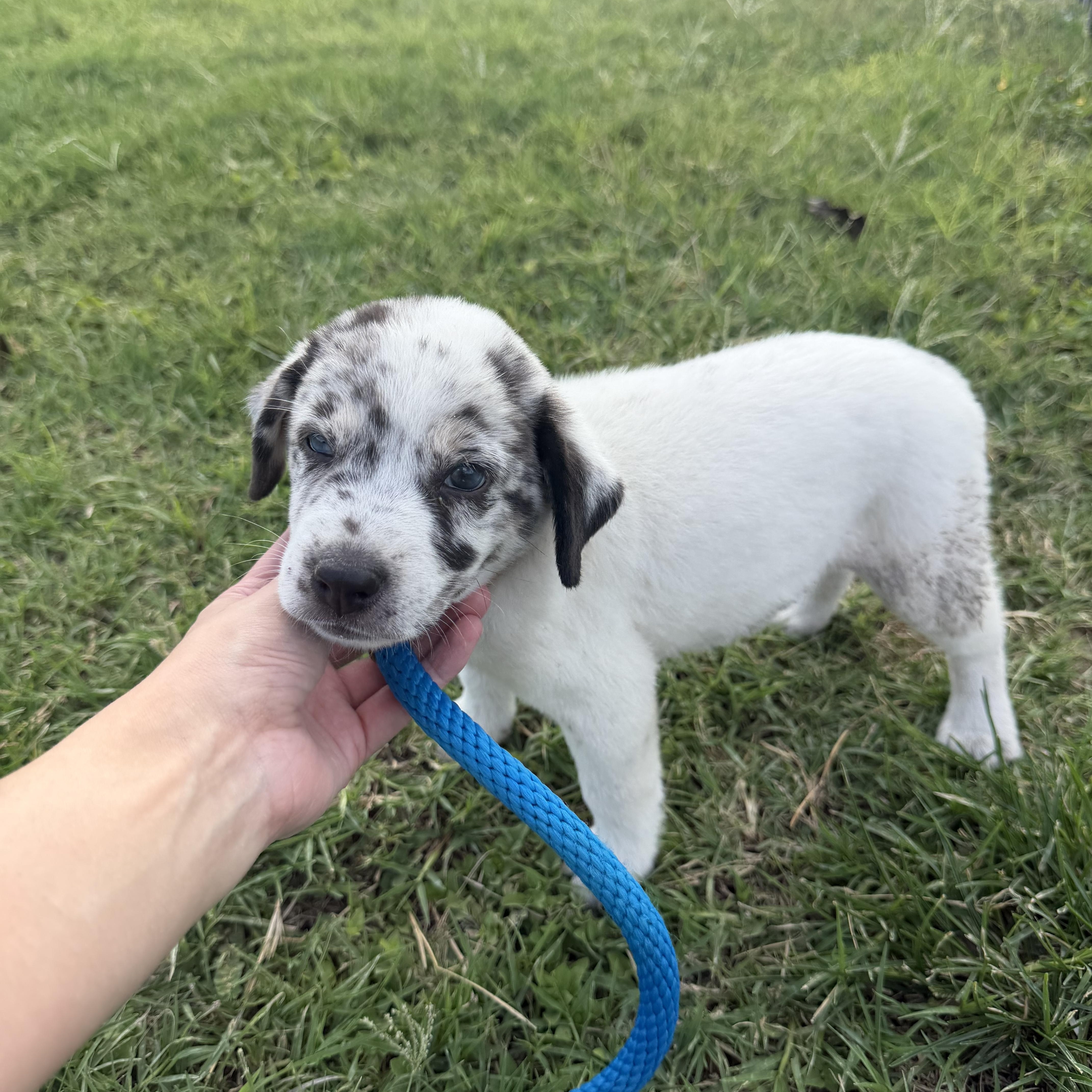 Brioche, an adopted mixed breed in Richmond, VA image 6/6