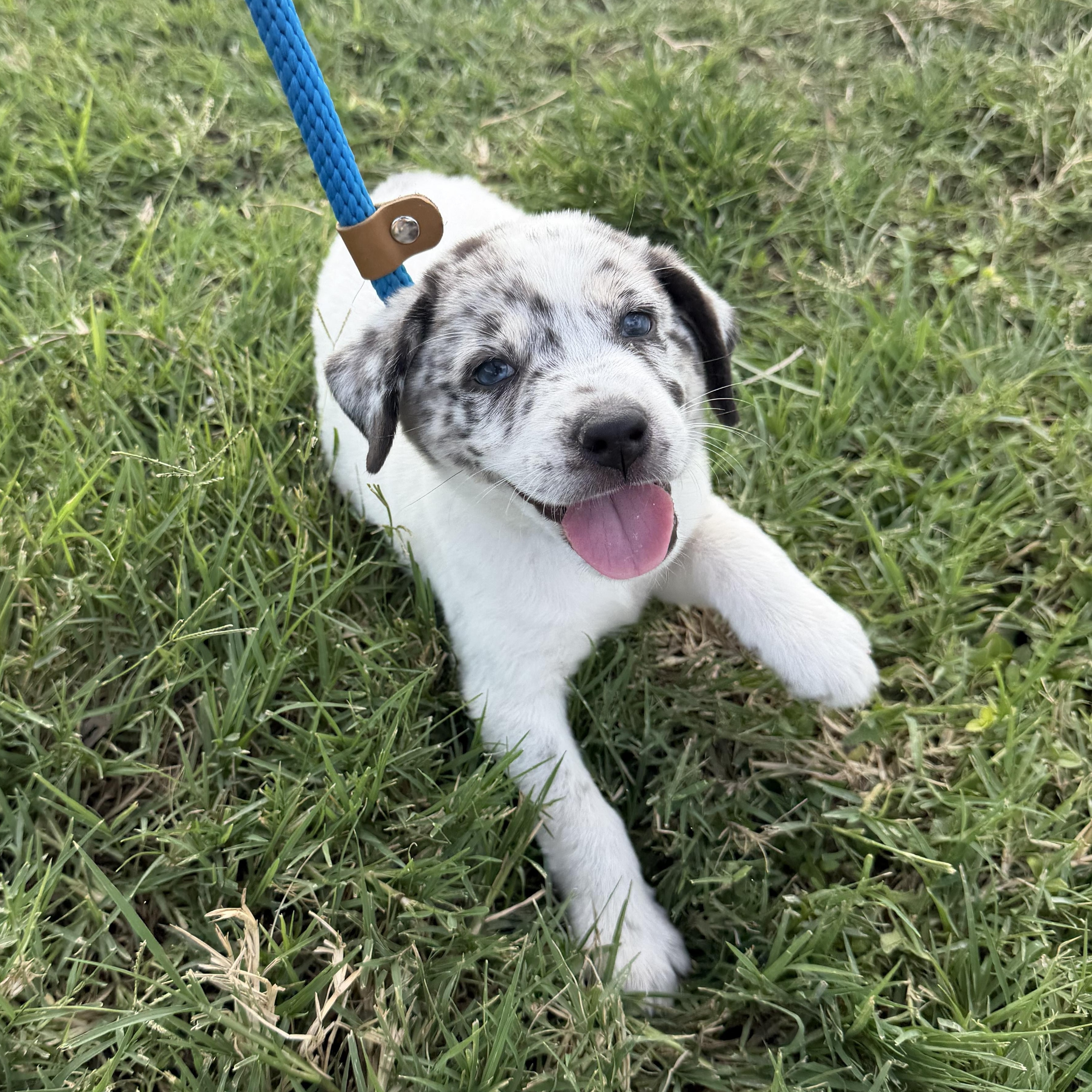 Brioche, an adopted mixed breed in Richmond, VA image 4/6