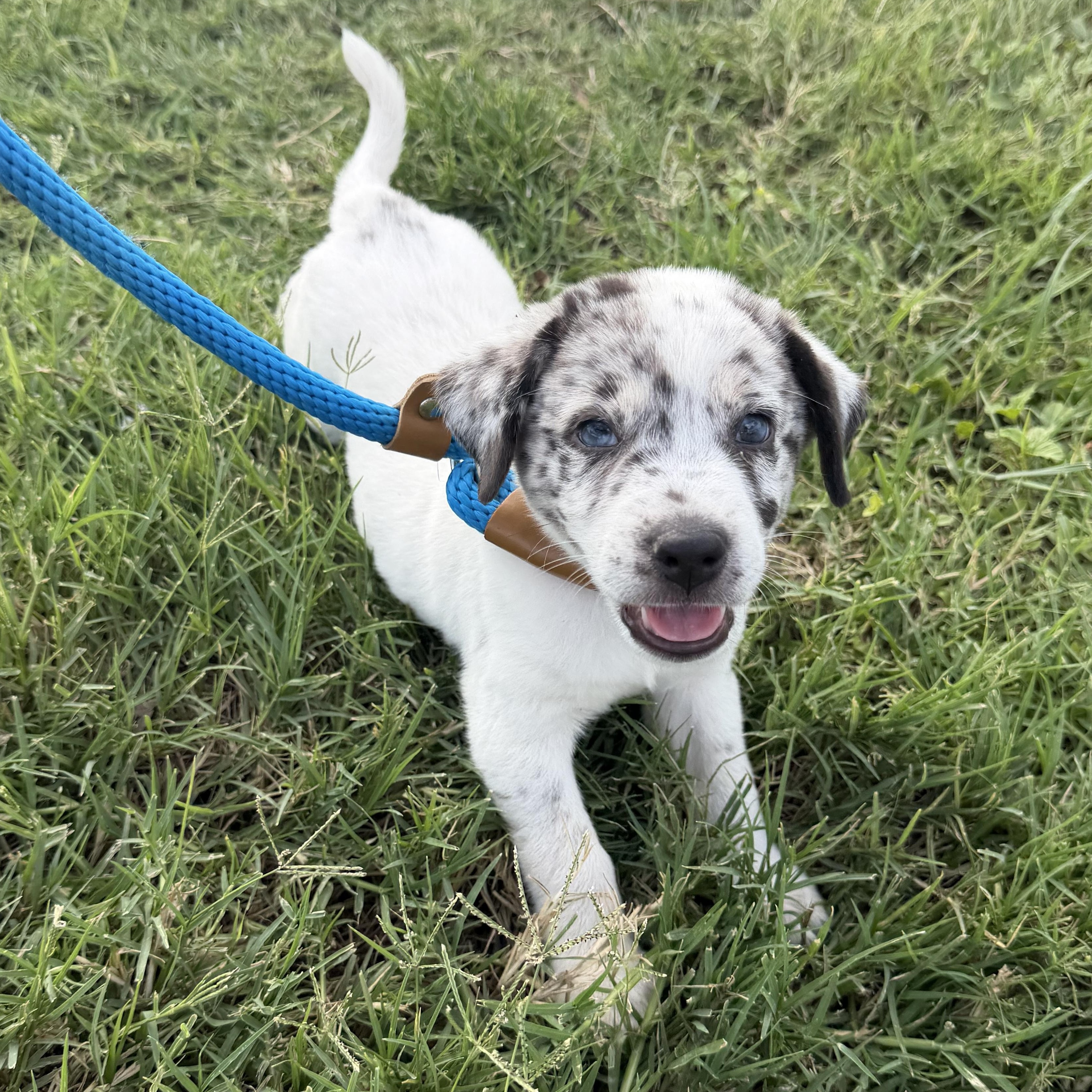Brioche, an adopted mixed breed in Richmond, VA image 3/6