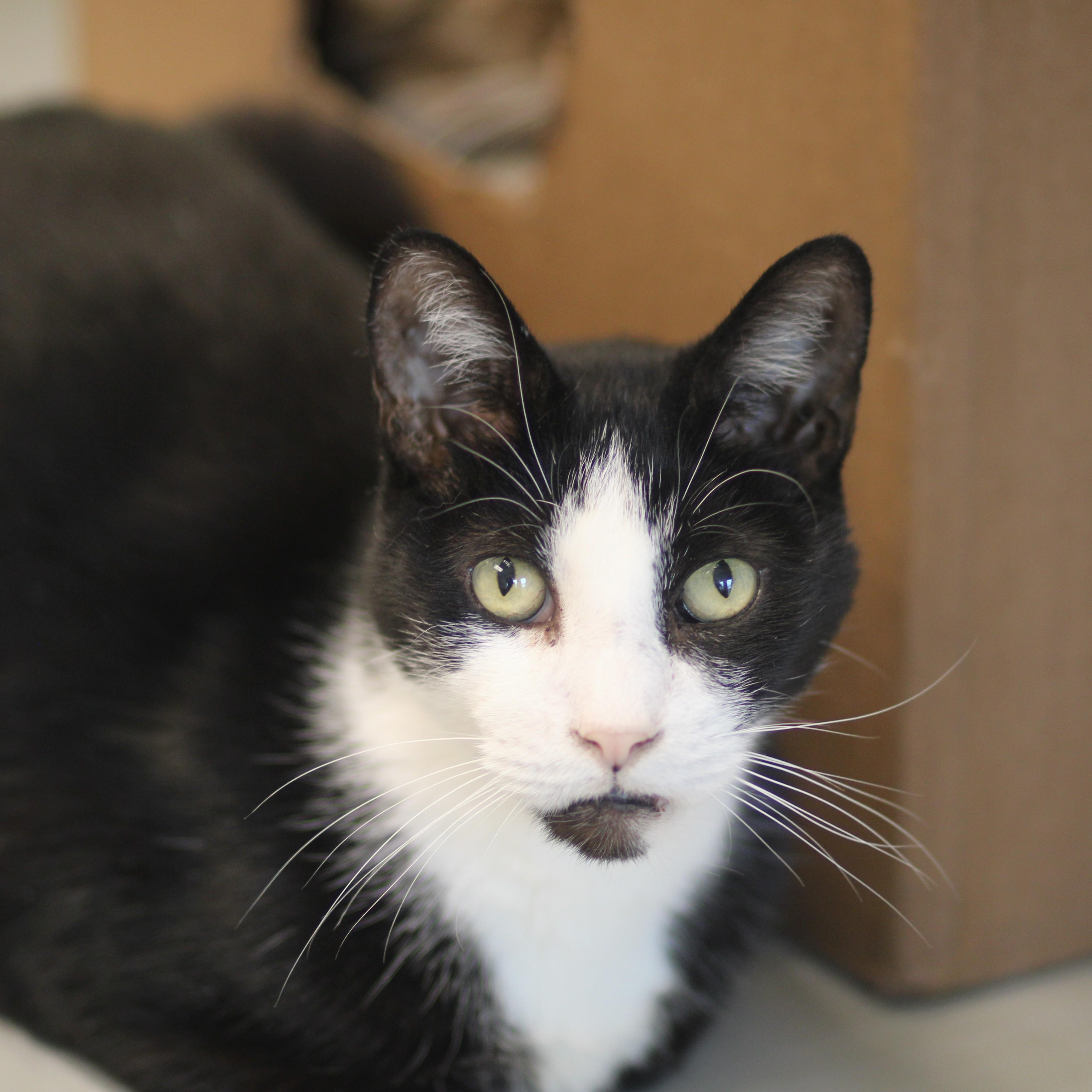 Enlarge Hank, a Adoptable Domestic Short Hair in Cooperstown, NY image 1/2