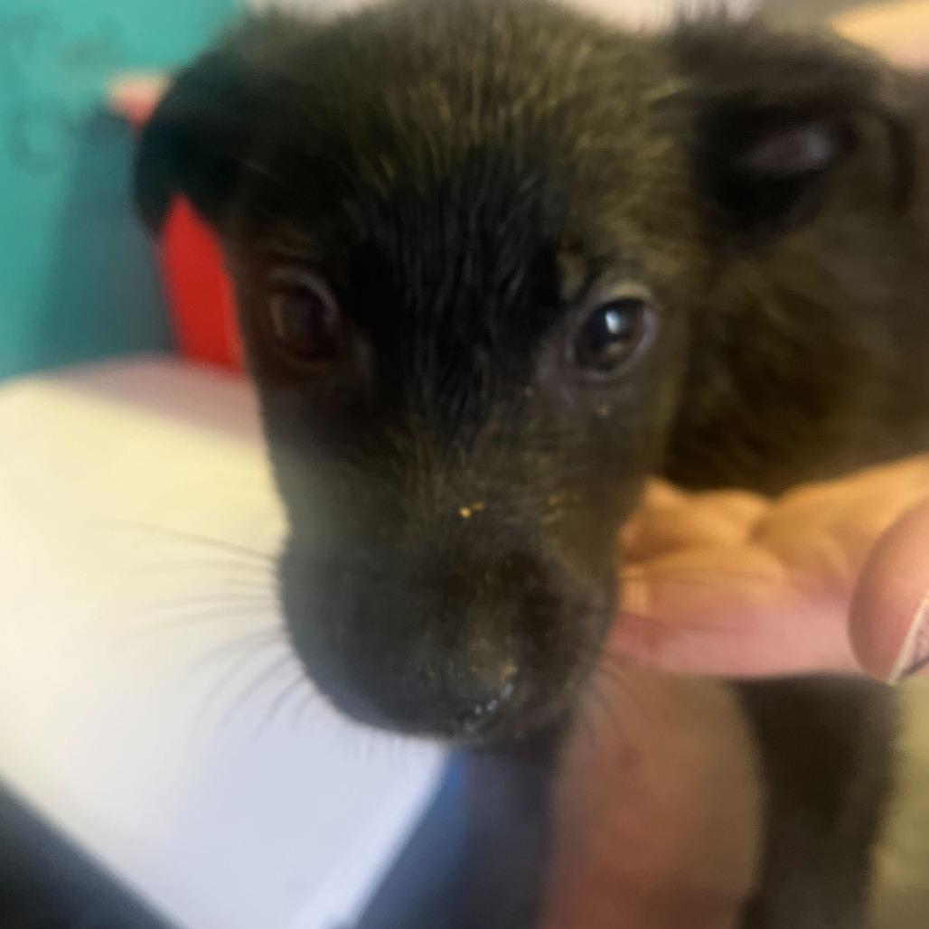 Munch, Adoptable, Puppy Male Mixed Breed.