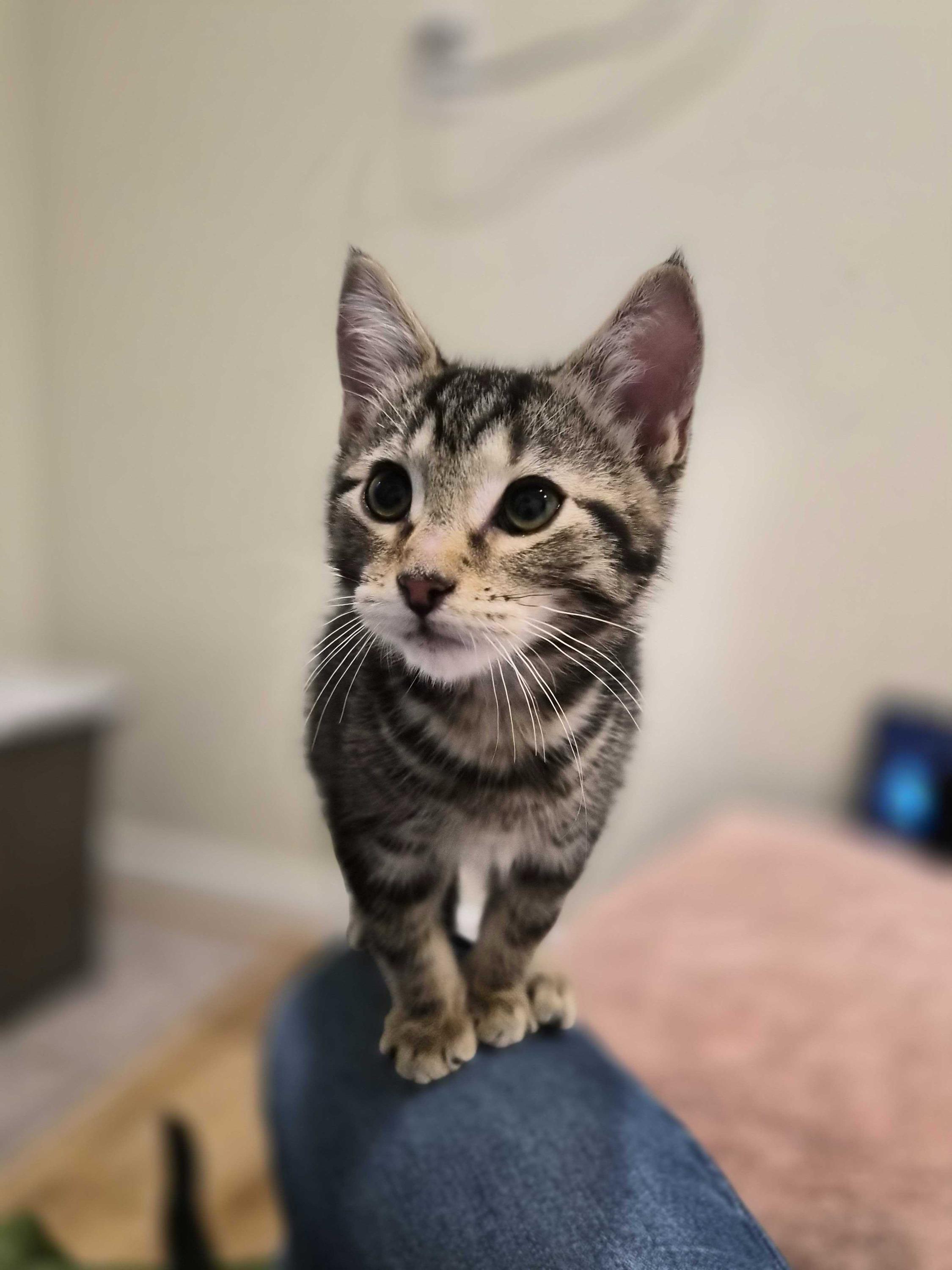 Rocket Man, an adoptable Domestic Short Hair in Seattle, WA image 5/5