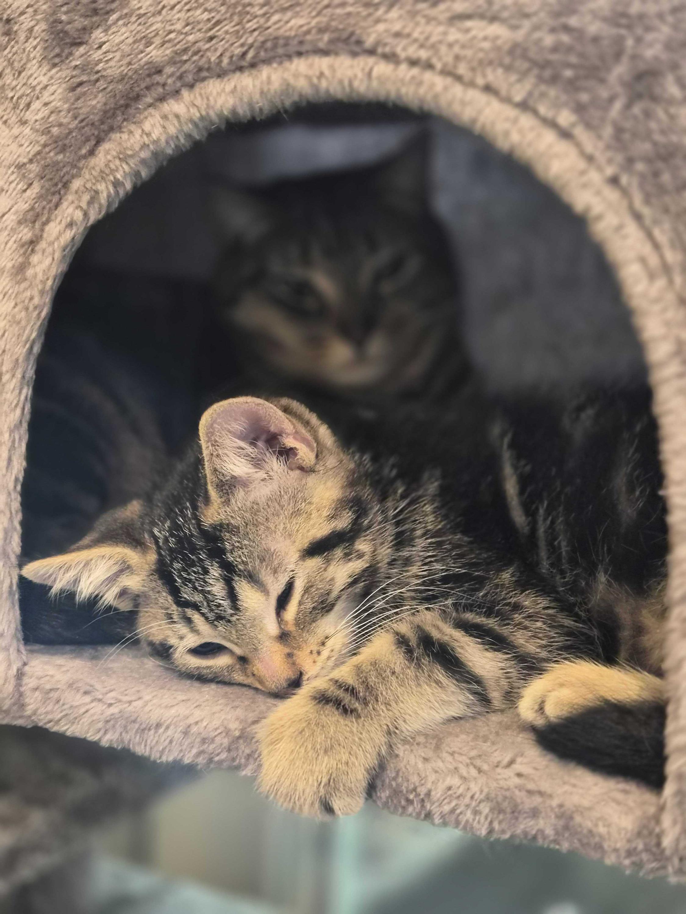 Rocket Man, an adoptable Domestic Short Hair in Seattle, WA image 4/5