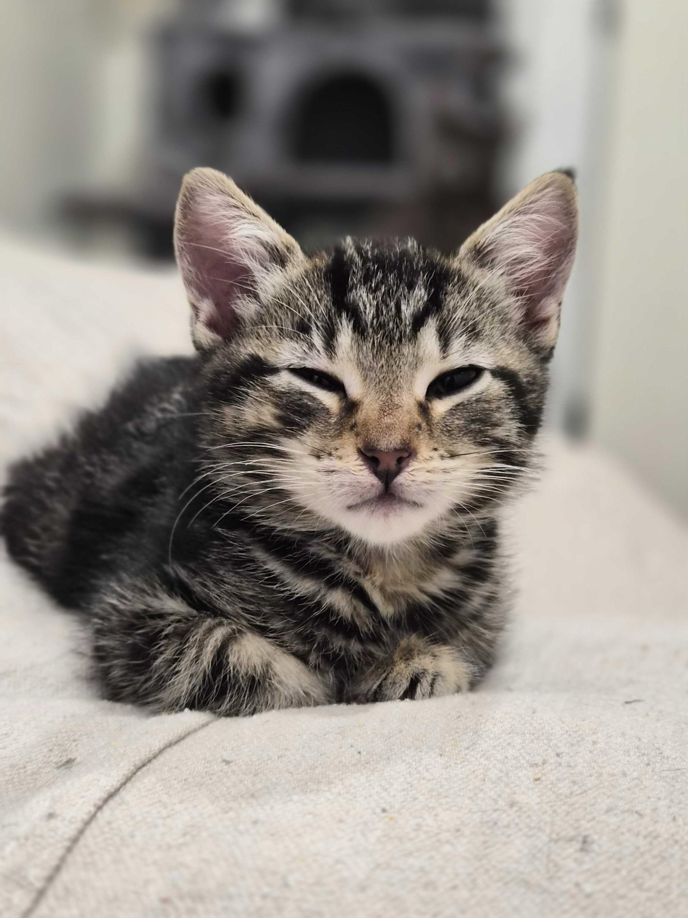 Rocket Man, an adoptable Domestic Short Hair in Seattle, WA image 2/5